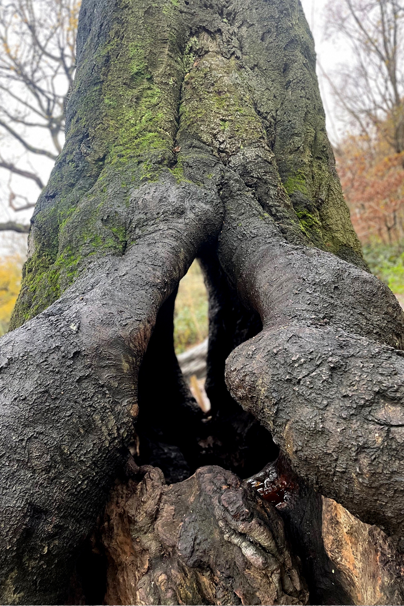 Trees of Hampstead Heath
